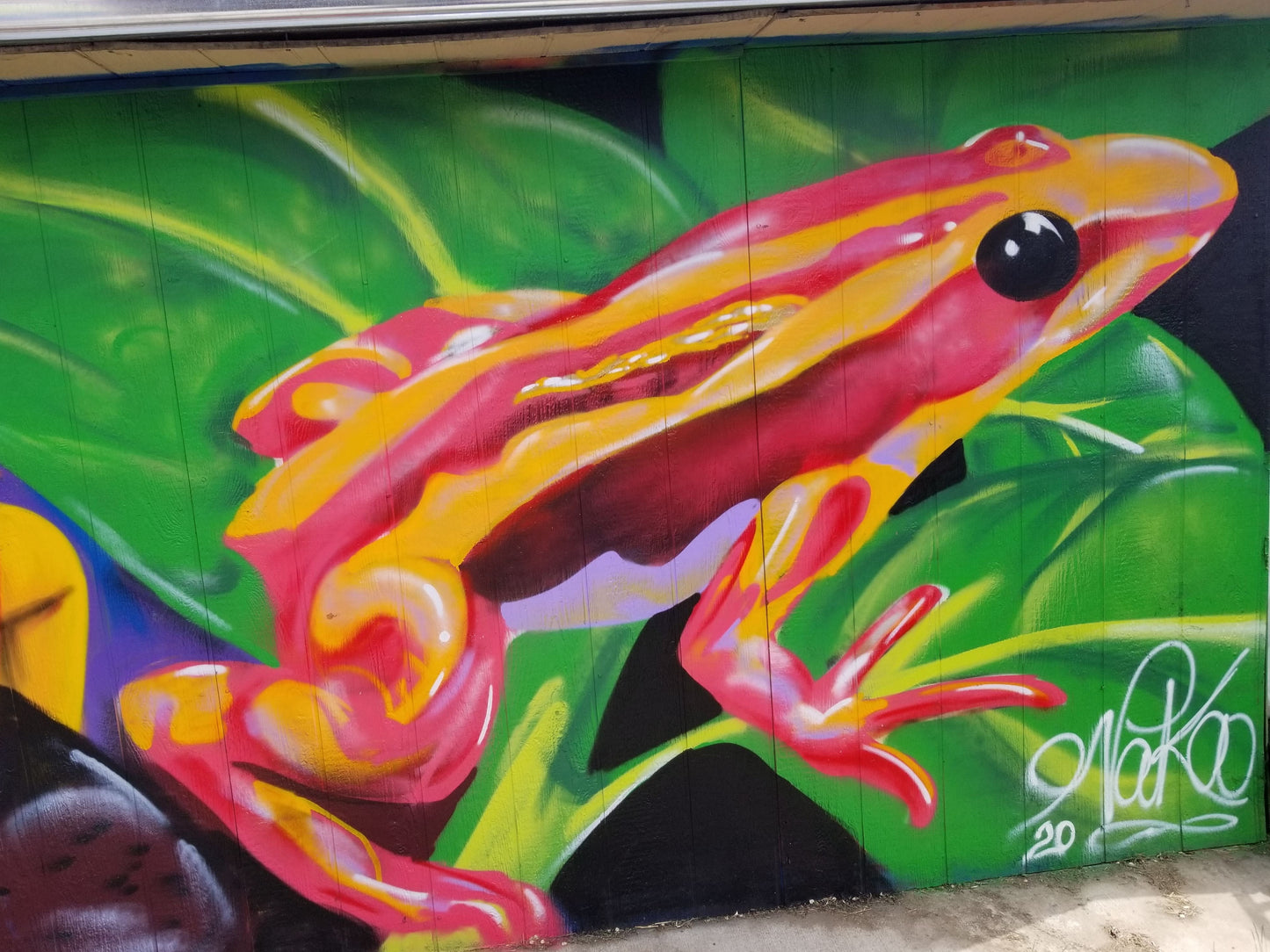 Colorful frog mural on a wall with green leaves